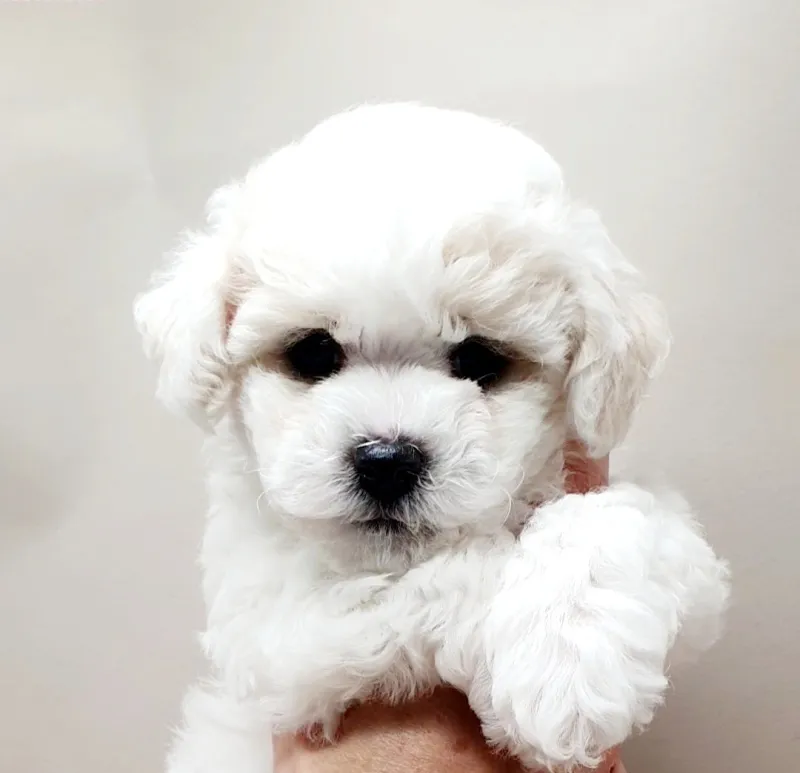 Bichon frise