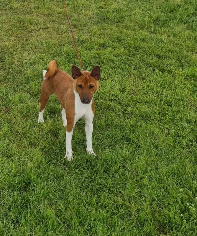 TOP Basenji stenci