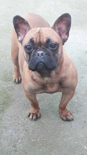 Francuski buldog, zenke