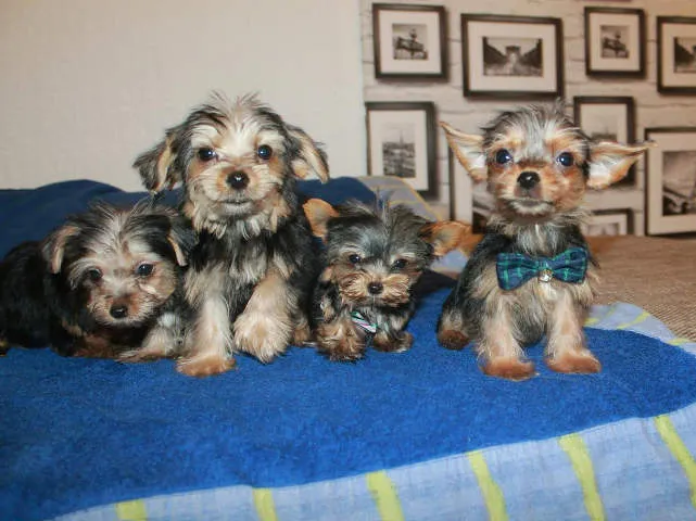 JORKSIRSKI TERIJRE - kucici na prodaju