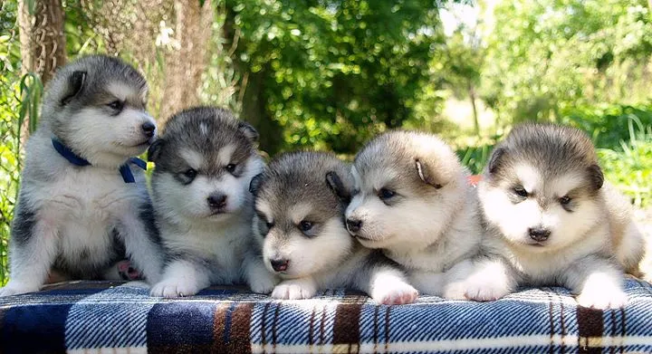 Aljaski malamut stenci