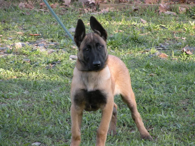 Belgijski ovcar stenci