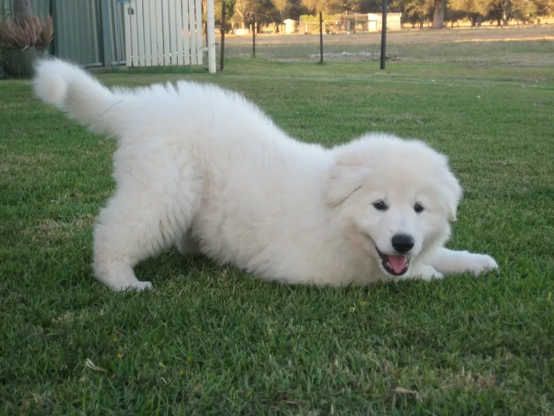 Beli švajcarski ovčar štenci