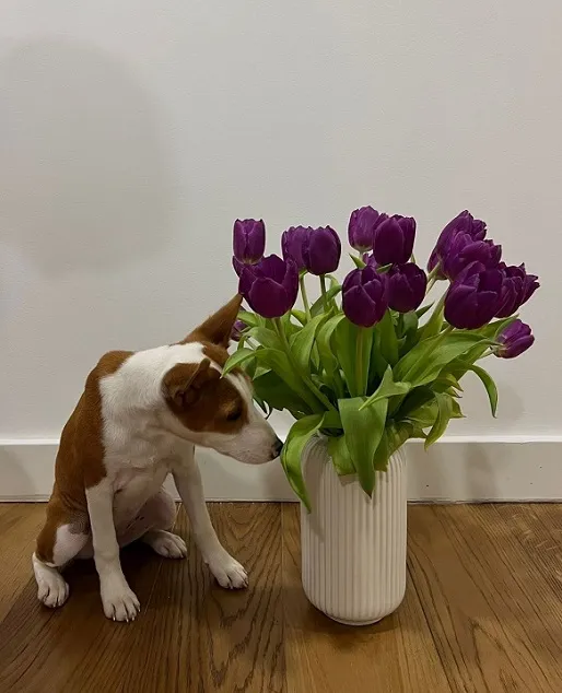Basenji štenci