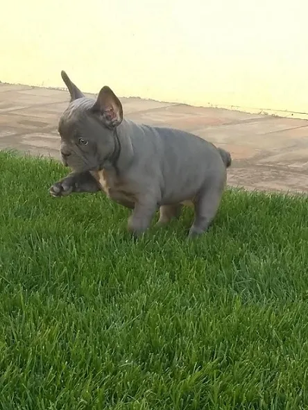 Francuski buldog, egzotičnih boja