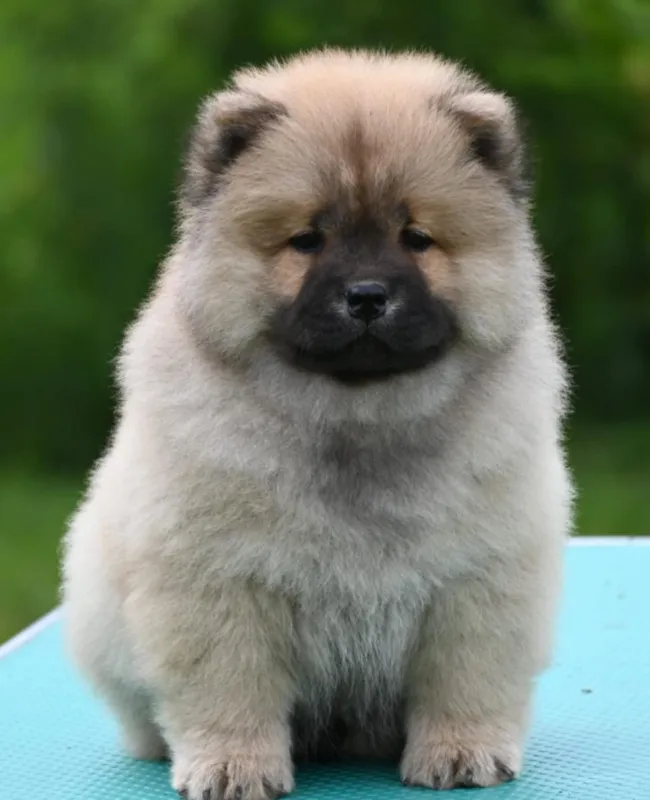 Chow Chow Čau Čau štenci