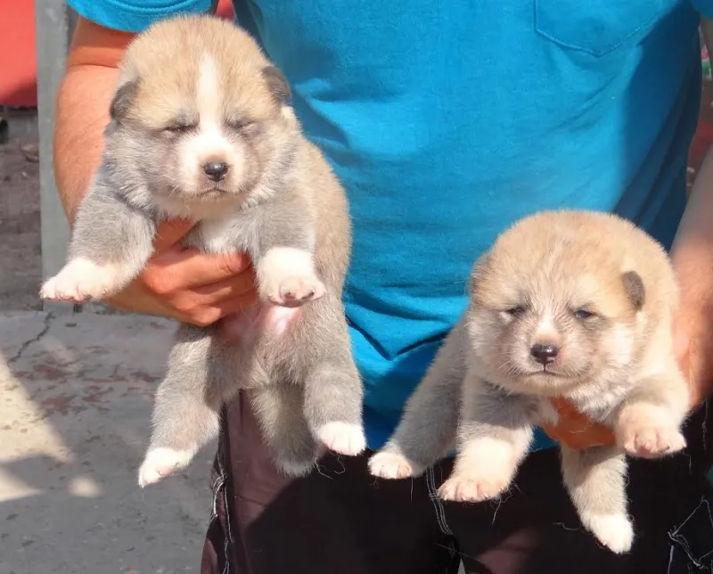 Akita Inu,štenci