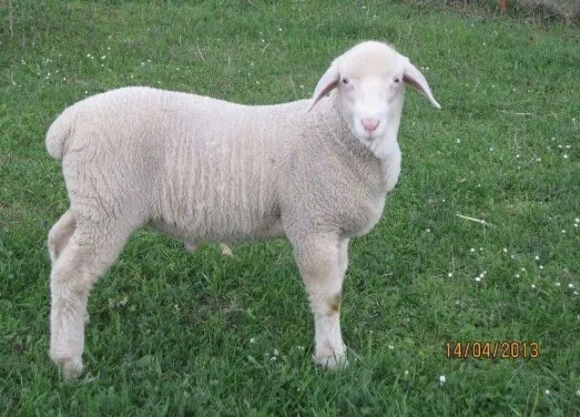 Vitenberg umaticene ovce 