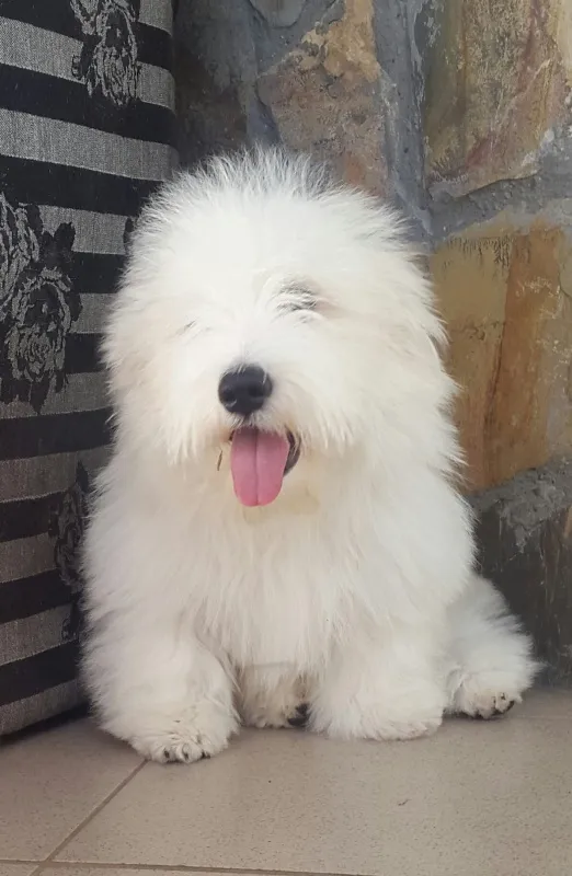 Coton de Tulear