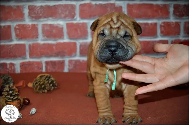 Shar Pei 