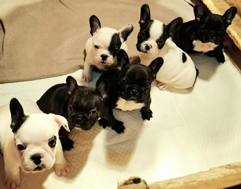 Francuski Buldog prelepi štenci