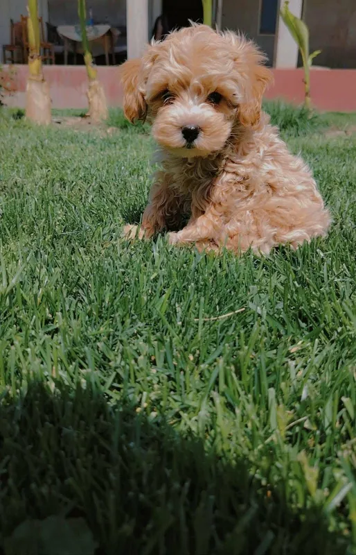 Maltipoo štenci