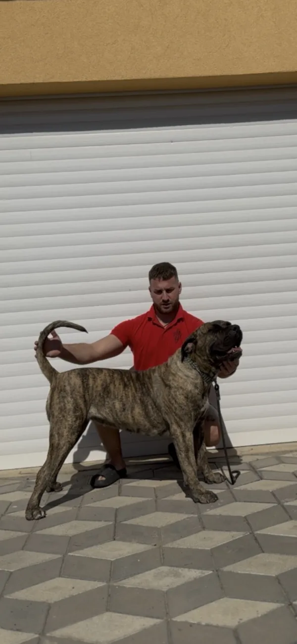 Presa Canario ženka