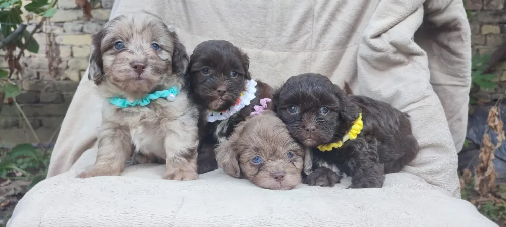 Maltipu - Maltipoo prelepi štenci
