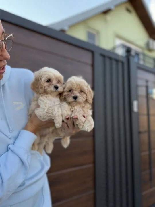 Maltipoo vrhunske genetike