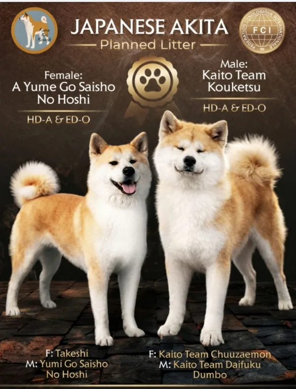 Akita Inu prelepi štenci