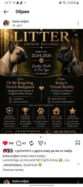 Francuski bulldog, vrhunsko leglo