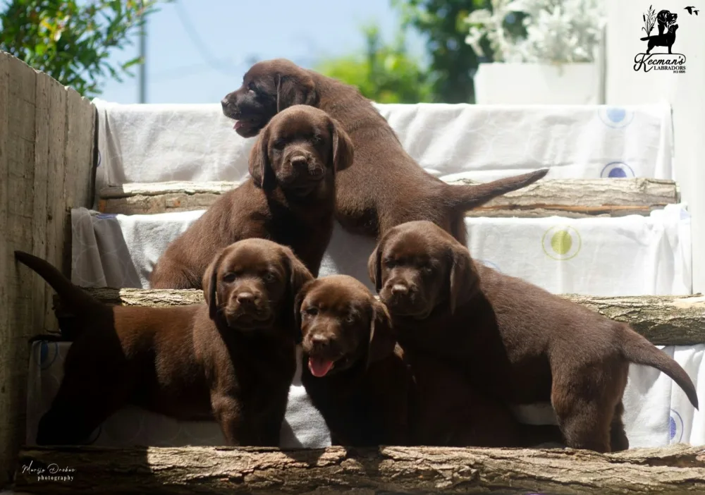 Čokoladni Labrador Retriver štenci