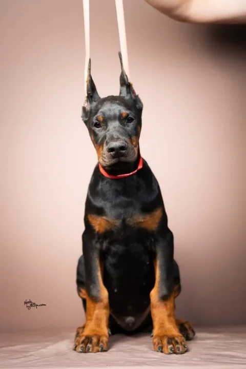 Doberman stenci