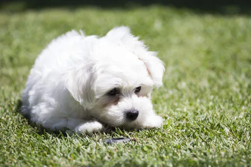 Prekrasni štenci spremni za udomljavanje