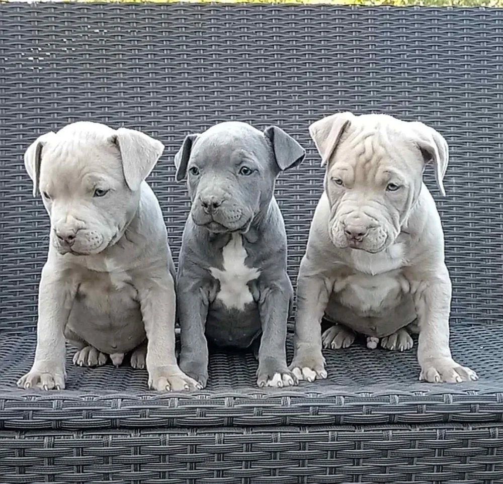 Pit bull stenci EXOTIC