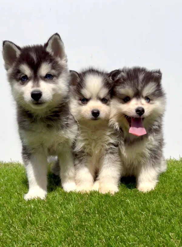 Pomsky-pomski (pomeranac + haski)