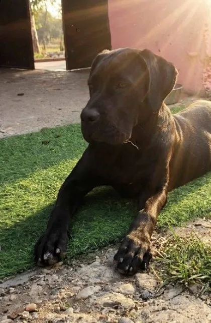 Cane Corso mlad pas