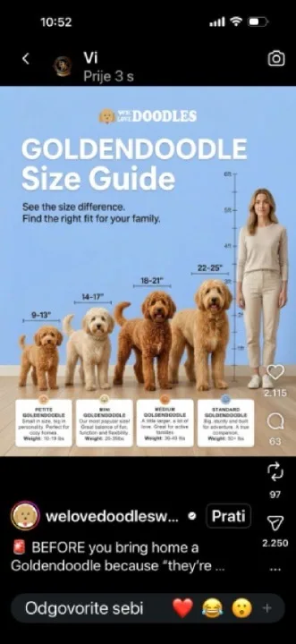 GOLDENDOODLE stenci