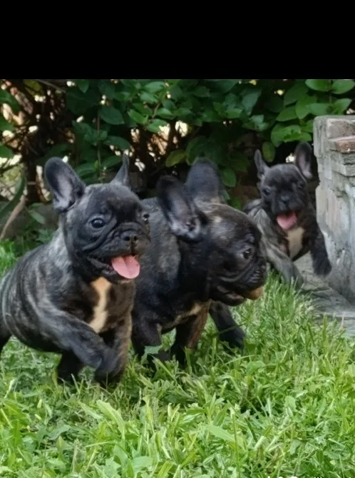 Francuski buldog