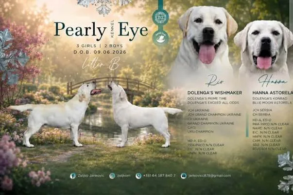 Labrador retriver štenci, prelepi