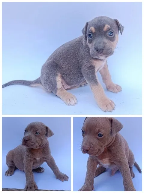 Pit bull štenci