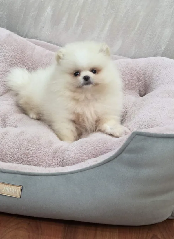 Teddy bear pomeranci, dve sestre, spremne su za preuzimanje