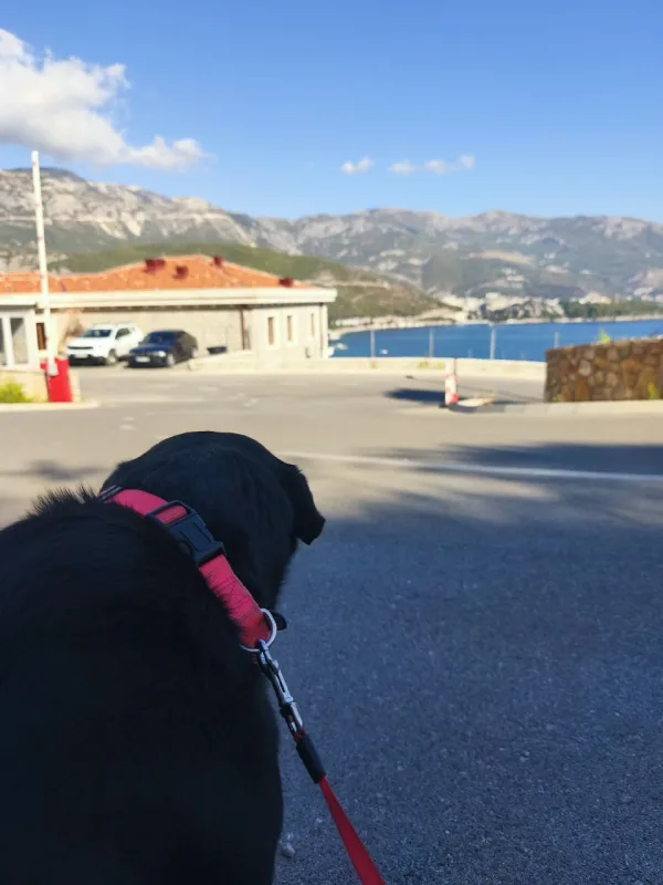 Šetač pasa u Budvi: šta je s kišom? Dogovoreno unaprijed