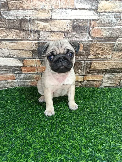 Mops, žensko štene