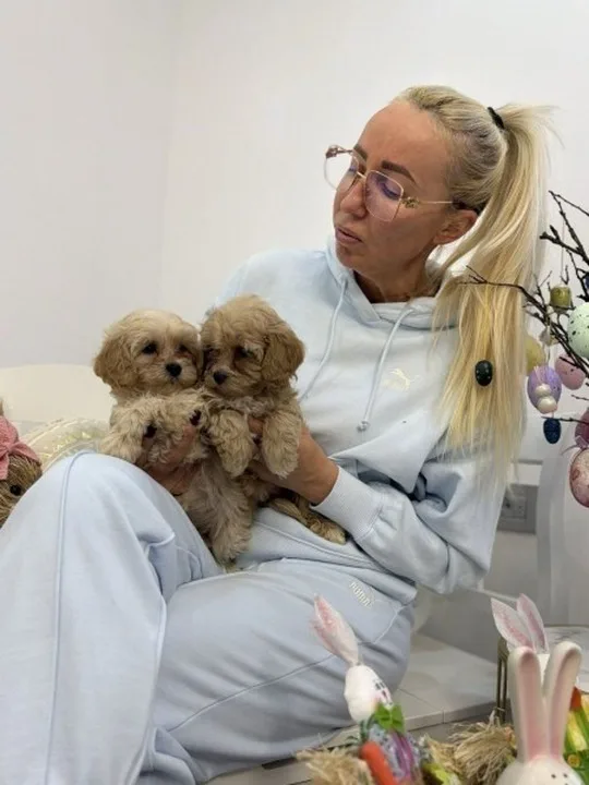 Maltipoo vrhunske genetike