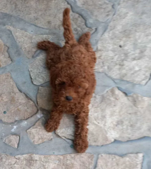 Crvena toy pudlica, žensko štene – staro 2,5 mesec