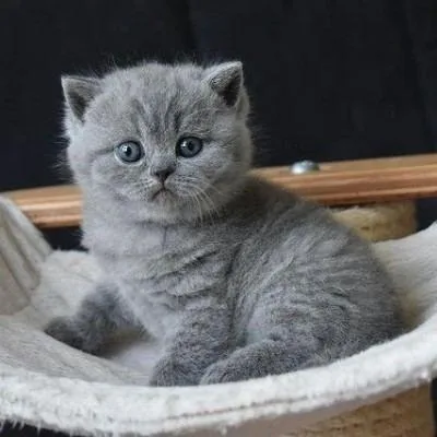 British shorthair kittensv Business whatsapp contact: +37258421245