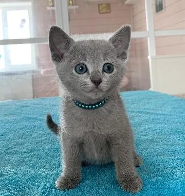 Cute Russian blue kittens Business whatsapp contact: +37258421245