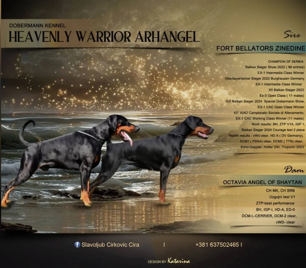 Doberman, muško štene