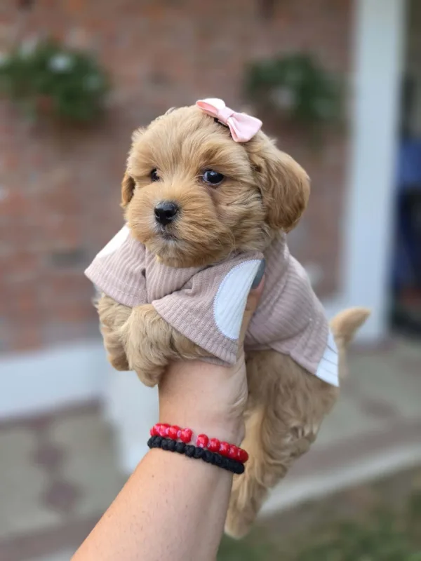 Maltipoo nove bebe