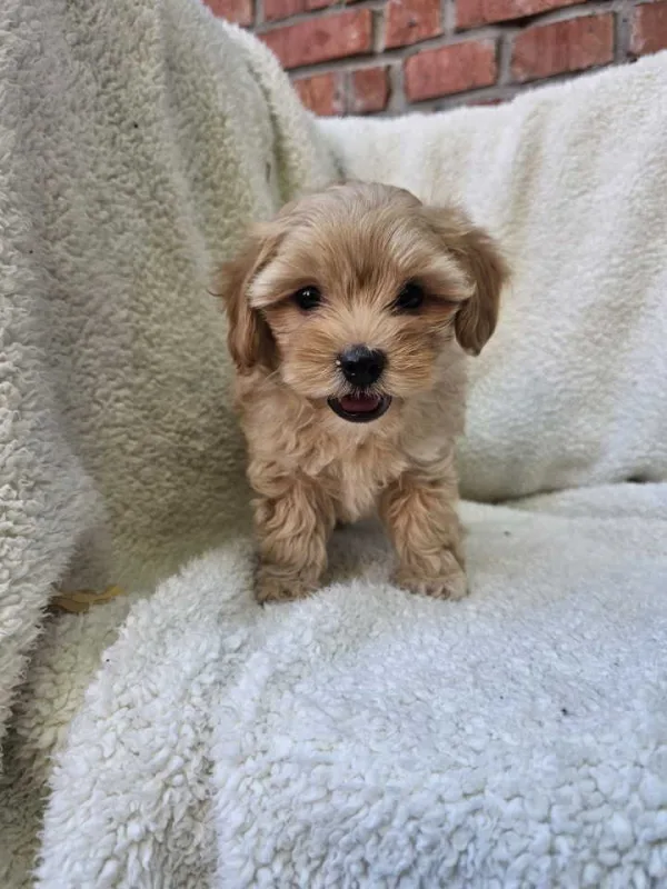 Maltipoo stenci spremni su za preuzimanje