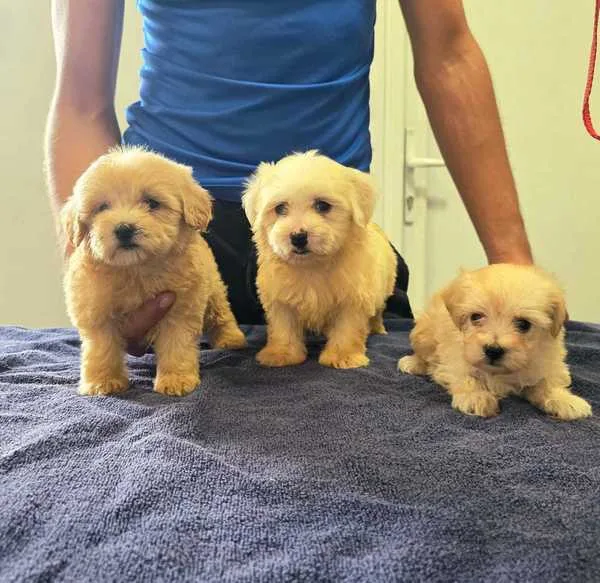 Prelepi Maltipoo štenci