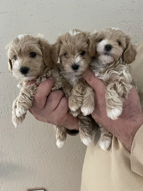 Mini maltipoo