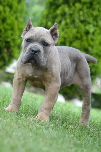 Cane Corso, štenci vrhunskog kvaliteta