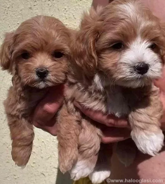 Maltipoo stenci
