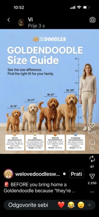 GOLDENDOODLE stenci