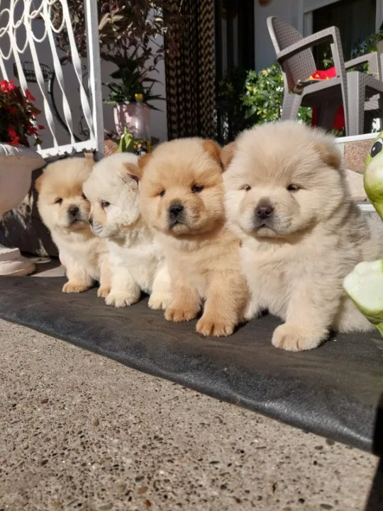 Chow chow - cau cau