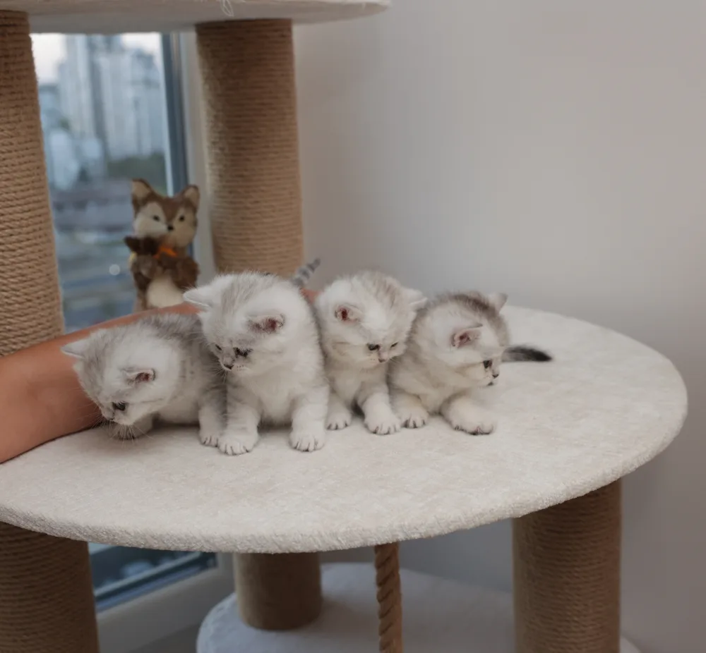 British shorthair mačići