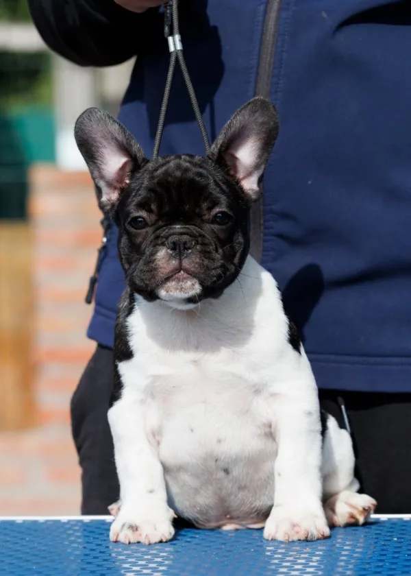 French bulldog/Francuski buldog štenci