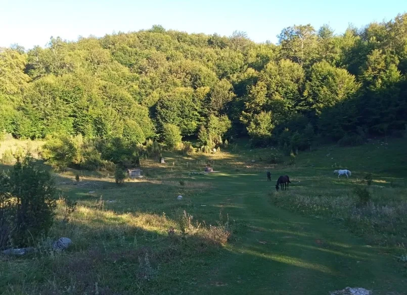 Prodajem  plac 6100m2 na planini Studeno/Ivanj uba